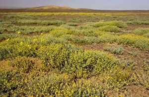 The desert in bloom. Mass of flowers, mainly a buttonweed Cotula cinerea