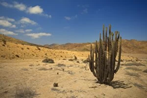 Desert - with cactus Pan de Azucar National Park - Chile