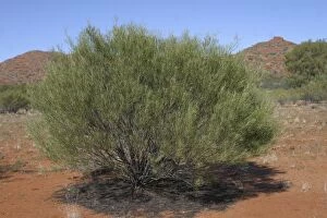Images Dated 8th June 2003: Desert Cassia Typical arid land shrub