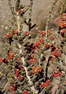 Images Dated 21st December 2005: Desert Christmas Cactus - in fruit, winter New Mexico, USA