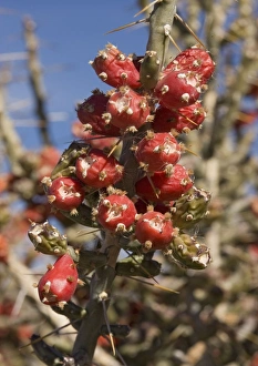 Images Dated 21st December 2005: Desert Christmas Cactus - in fruit, winter. New Mexico, USA