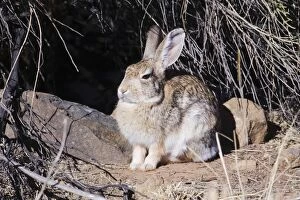 Images Dated 25th February 2007: Desert Cottontail