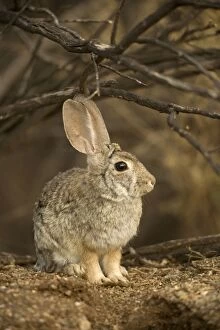 Images Dated 17th May 2004: Desert Cottontail - Arizona-Sonoran desert - Habitat is grassland to creosote brushes