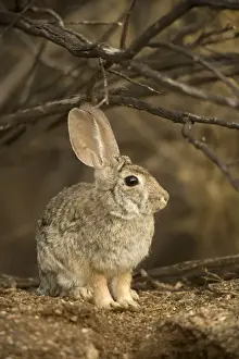 Desert Cottontail - Arizona-Sonoran desert - Habitat is grassland to creosote brushes and deserts - Ranges from California to Texas and E Montana to SW North Dakota - Chief foods are grasses-mesquite and cactus
