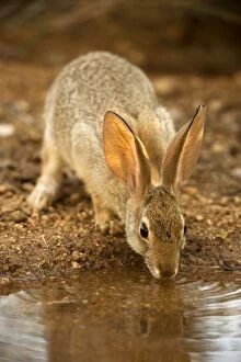 Images Dated 17th May 2004: Desert Cottontail - Drinking from temporary pool Sonoran Desert, Arizona, USA
