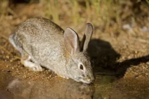 Desert Cottontail - Drinking from temporary pool - Habitat is grassland to creosote brushes and deserts - Ranges from California to Texas and E Montana to SW North Dakota - Chief foods are grasses-mesquite and cactus Sonoran desert Arizona