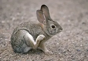 Grooming Prints: Desert Cottontail Rabbit - Scratching with hind-leg. SW Desert, North America