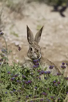 Desert Cottontail Rabbit - Southeast Arizona - April - USA