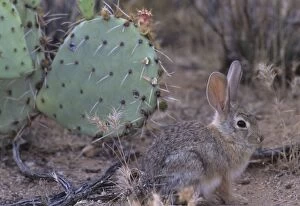 Images Dated 17th May 2004: Desert Cottontail, Sonoran desert, Arizona, USA