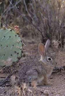 Images Dated 17th May 2004: Desert Cottontail Sonoran desert, Arizona, USA