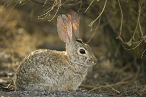 Images Dated 17th May 2004: Desert Cottontail (Sylvilagus auduboni) - Arizona-Sonoran desert - Habitat is grassland to