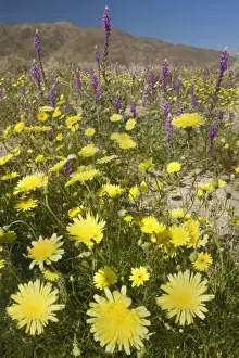 Dandelion Prints: Desert Dandelions and Arizona Lupine (Lupinus arizonicus) - Anza Borrego Desert State Park - California - USA