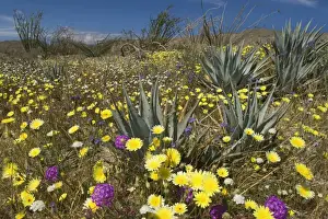 Dandelion Prints: Desert Dandelions, Sand Verbenas (Abronia villosa)