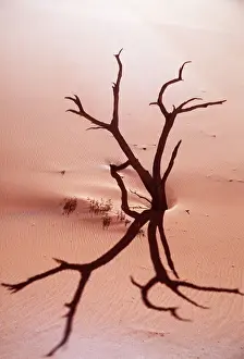 Present Idea Prints: DESERT - dead tree and sand dunes