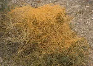 Desert dodder, parasitising white bur-sage or burro bush (Ambrosia dumosa)