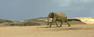 Elephants Gallery: Desert Elephant