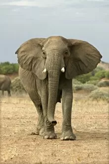 Images Dated 4th January 2004: Desert Elephant