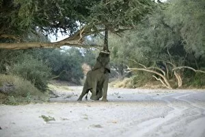 Images Dated 2nd January 2004: Desert Elephant