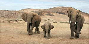 Images Dated 4th January 2004: Desert Elephant