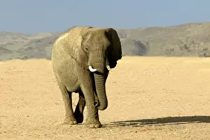 Desert Elephant
