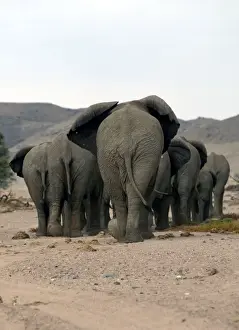 Desert Elephant