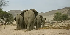 Desert Elephant