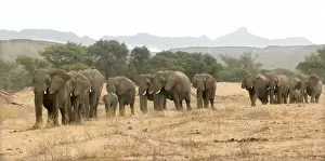 Desert Elephant