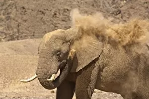 Images Dated 22nd July 2009: Desert elephant - close up showing dust blowing - Northern Namibia