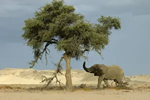 Reaching Prints: Desert Elephant Huab River. Namibia