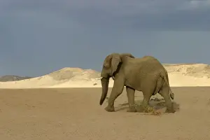 Barren Prints: Desert Elephant Huab River. Namibia