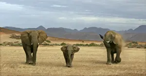 Elephant Prints: Desert Elephant Huab River. Namibia