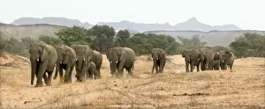 Desert Elephant Huab River. Namibia