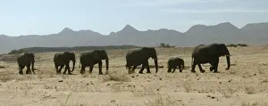 Desert Elephant Huab River. Namibia