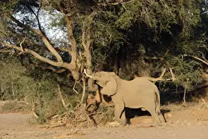 Desert Elephant Huab River. Namibia