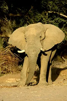 Desert Elephant Huab River. Namibia