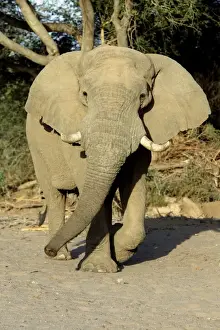 Desert Elephant Huab River. Namibia