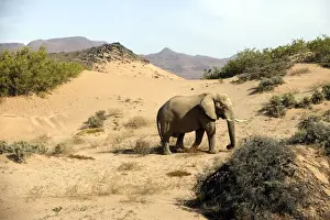 Desert Elephant Huab River. Namibia