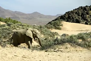 Desert Elephant Huab River. Namibia