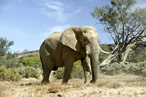 Desert Elephant Huab River. Namibia