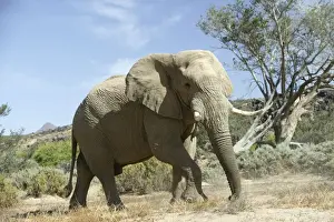 Desert Elephant Huab River. Namibia
