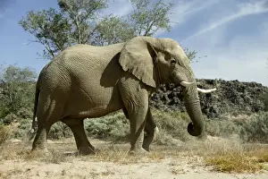 Desert Elephant Huab River. Namibia