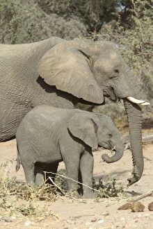 Images Dated 2nd January 2004: Desert Elephant Huab River. Namibia