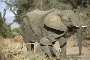 Desert Elephant Huab River. Namibia