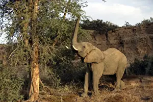 Desert Elephant Huab River. Namibia