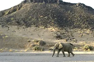 Desert Elephant Huab River. Namibia