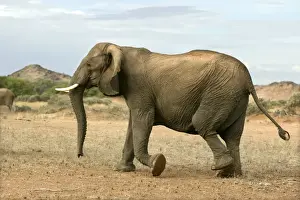 Desert Elephant Huab River. Namibia