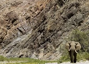 Images Dated 10th December 2006: Desert Elephant in Kaokoland Namibia - Africa