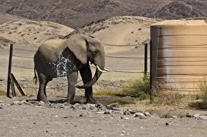 Images Dated 22nd July 2009: Desert elephant - spraying itself with water at water tank in desert - Northern Namibia