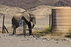 Washing Prints: Desert elephant - spraying itself with water at water tank in desert - Northern Namibia