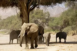 Images Dated 9th December 2006: Desert Elephants - Family fInding shade - Kaokoland - Namibia - Africa